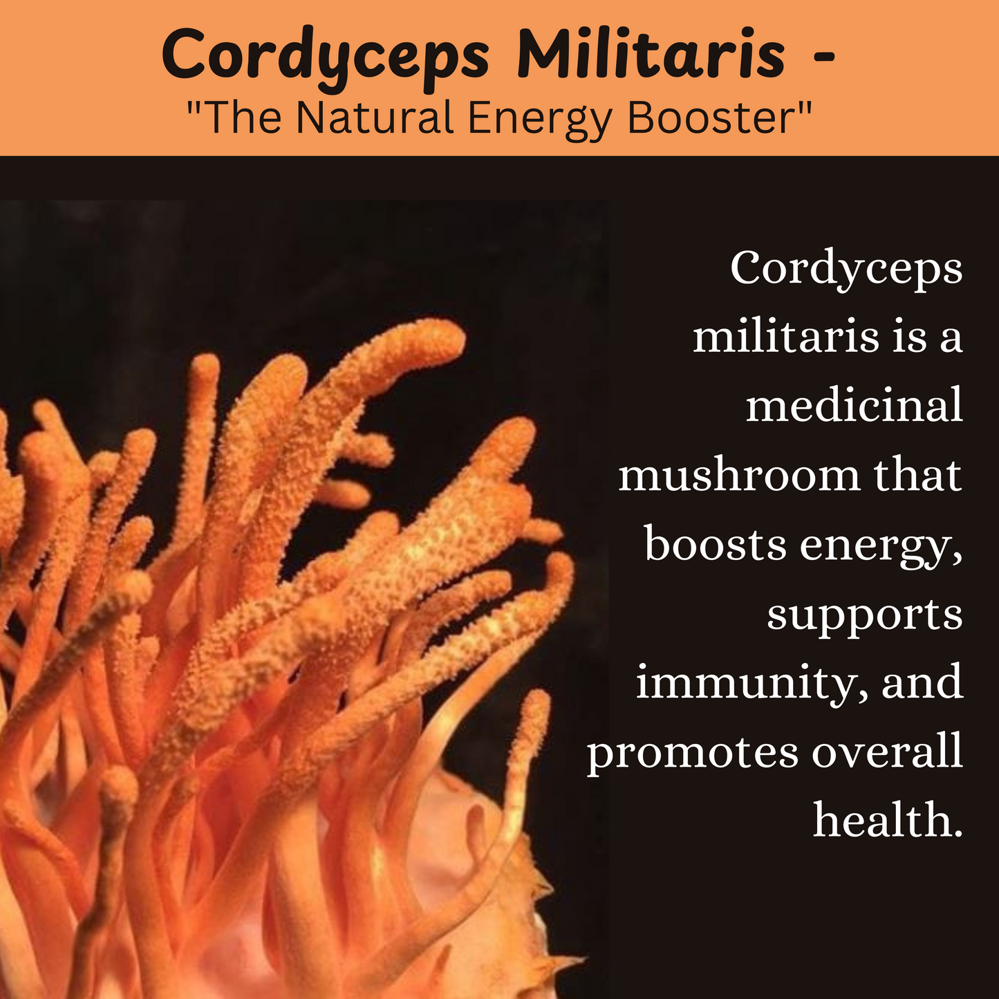 Cordycep Mushrooms